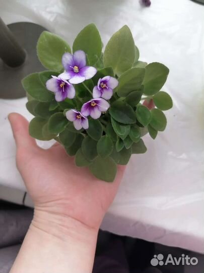 Мини фиалки