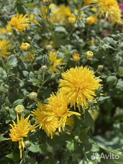 Хризантемы