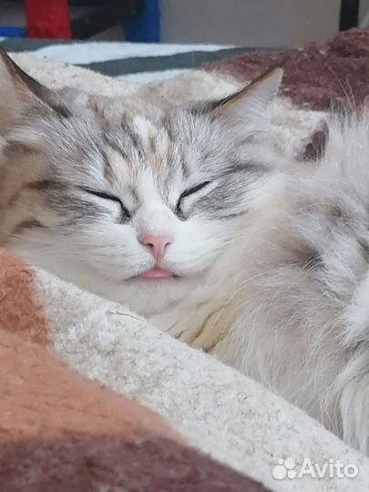 Кошка в дар