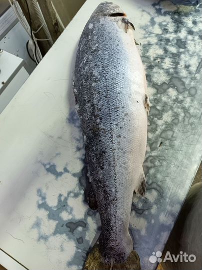 Семга 7кг, рыба, морепродукты, икра