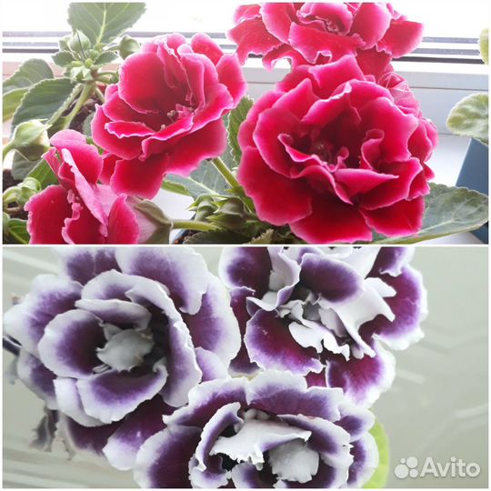 Красавица Глоксиния махровая