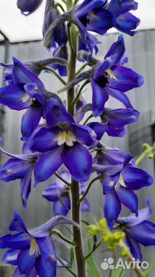 Дельфиниум