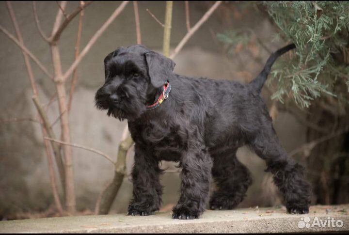 Цвергшнауцер