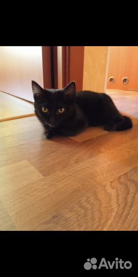 Кошка мышеловка ищет дом