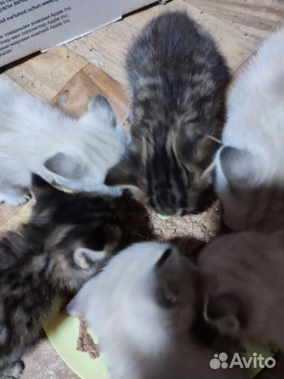 Бенгальская котята