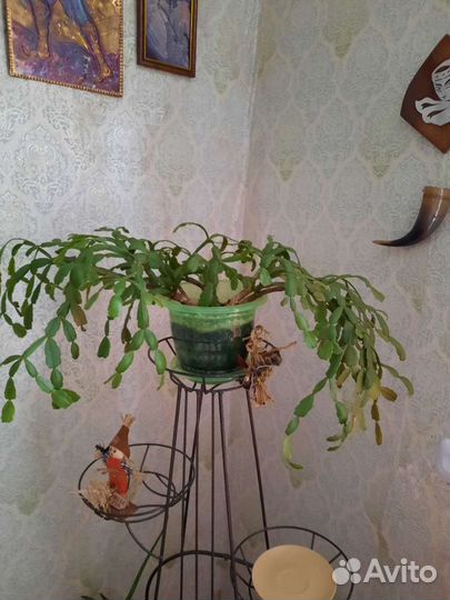 Продается декабрис