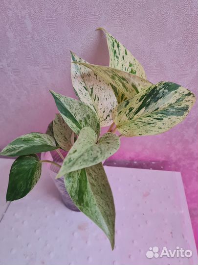 Сциндапсусы и эпипремнумы I