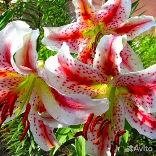 Лилия саженцы Эксельсиор