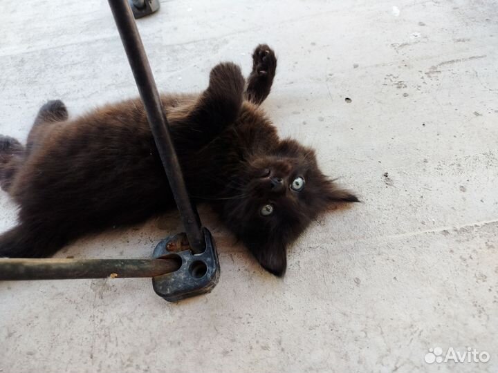 Котенок в дар