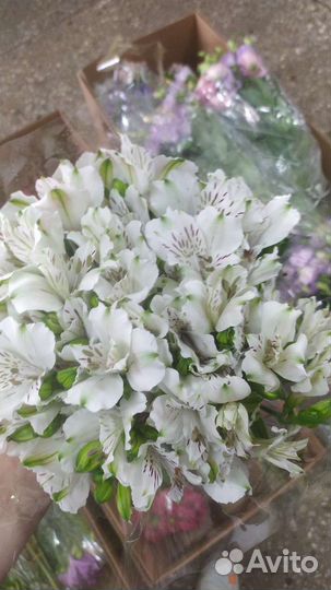 Цветы оптом