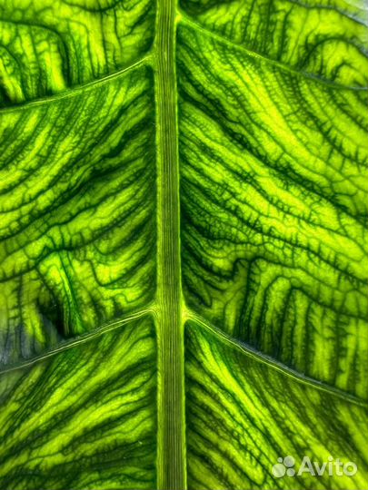 Алоказия зебрина Ретикулата - клубень