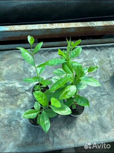 Гуава лимонная