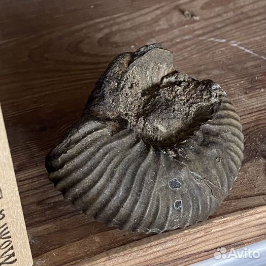 Аммониты, фрагменты аммонитов, наутилус