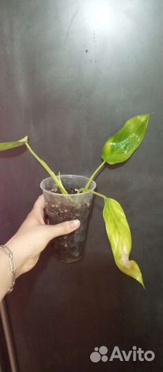 Филодендроны бесплатно