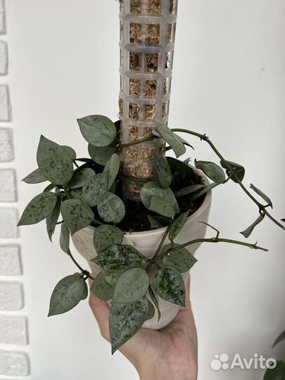 Хойя лакуноза эскимо