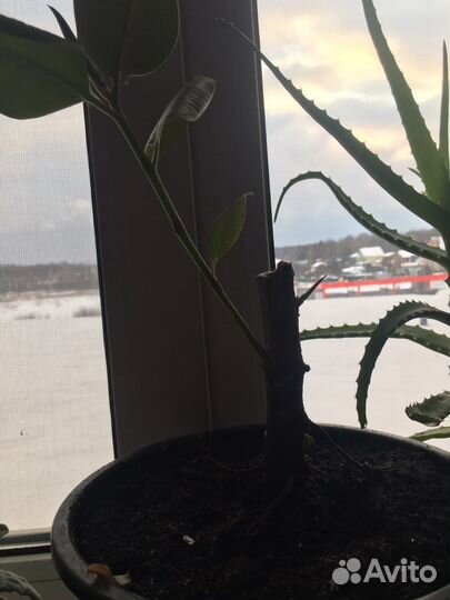 Фикус каучуконосный