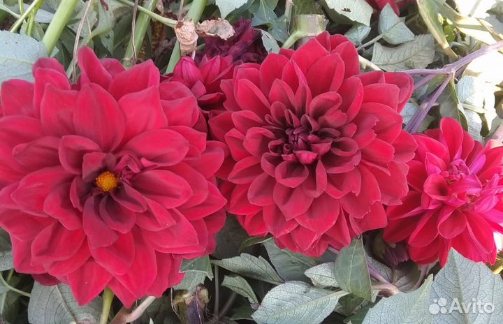 Клубни гоергин