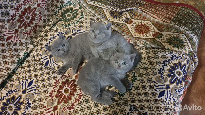 Шотландская