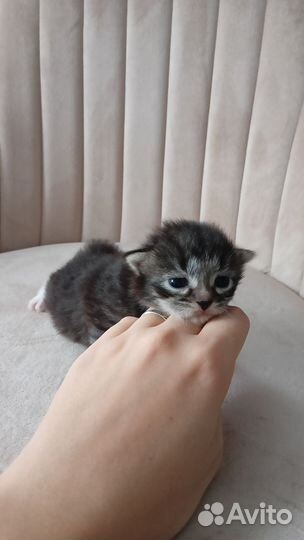 Невская маскарадная