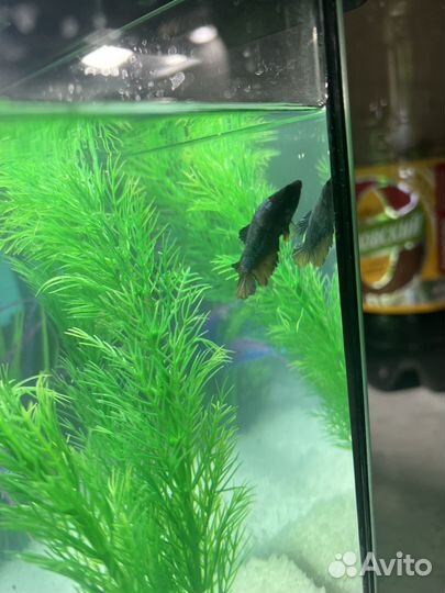 Рыба петушок (самка)