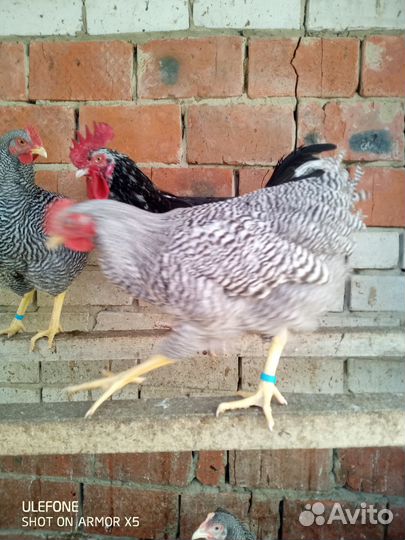 Петух Австролорп,Амрокс,Барковский