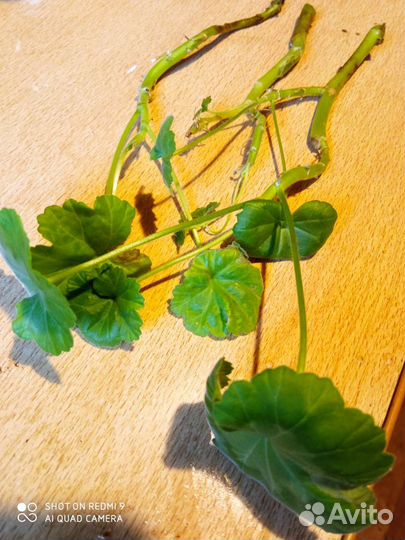 Герань розовая