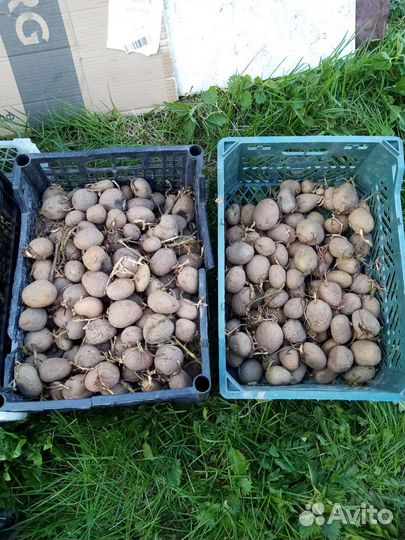 Семенной картофель