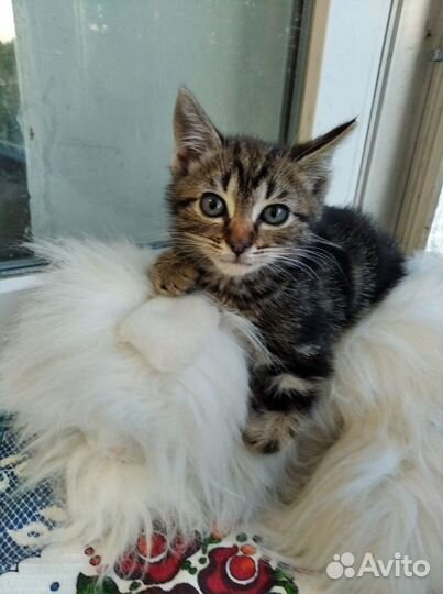Красивые котятки