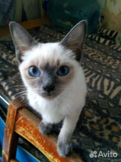 Тайские котята из питомника