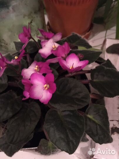 Фиалки цветущие