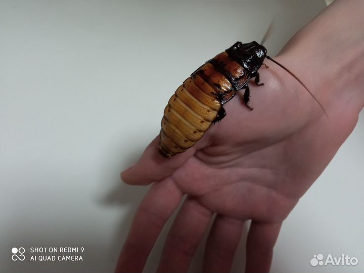 Мадагаскарские тараканы