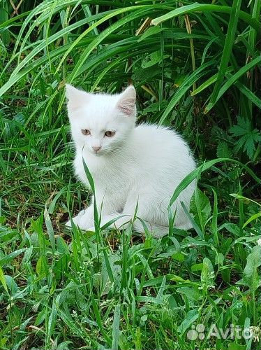 Котик в добрые руки