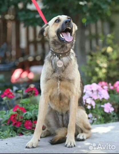 Послушная охранница в добрые руки