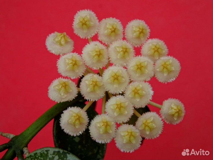 Хойя (часть 3)