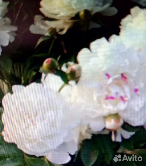 Цветущий куст белого пиона