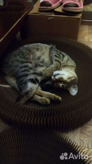 Котик в заботливые руки