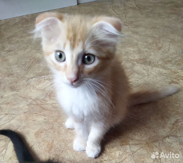 Малыш в поисках дома