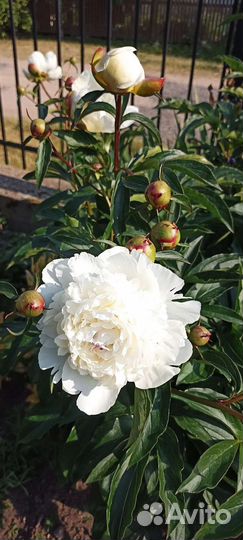 Пионы саженцы корни