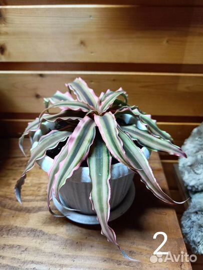 Криптантус двуполосатый