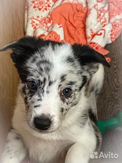 Щенки Бордер Колли