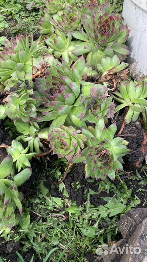 Молодило каменная роза