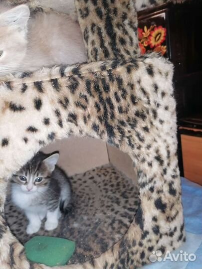 Котенок мальчик