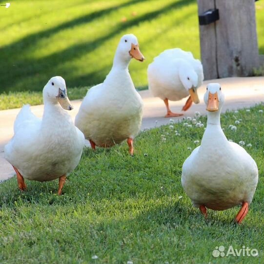 Утята SK ск 6 бройлерные, суточные, подростки
