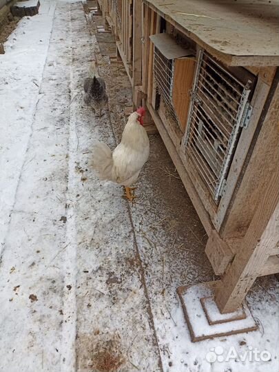 Петух на племя