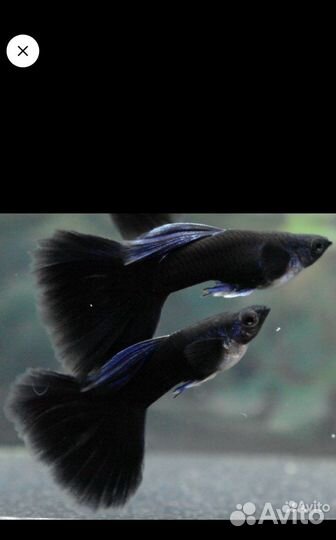 Гуппи Канада белые