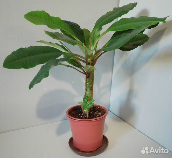 Эуфорбия молочай суккулент