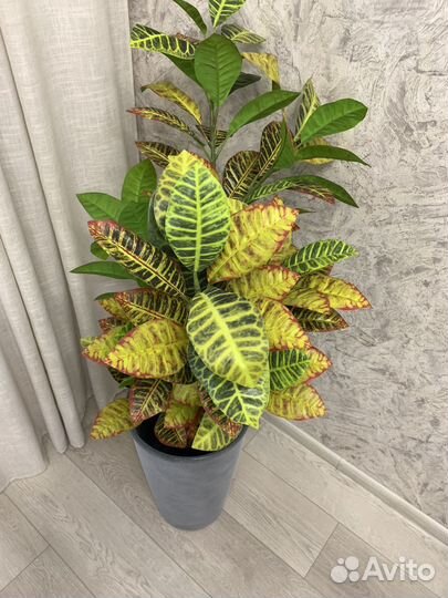 Кротон искусственный