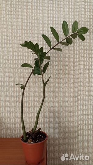 Замиокулькас