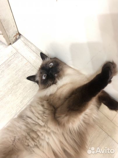Передержка кошек