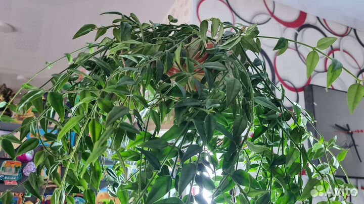 Комнатные цветы отростки